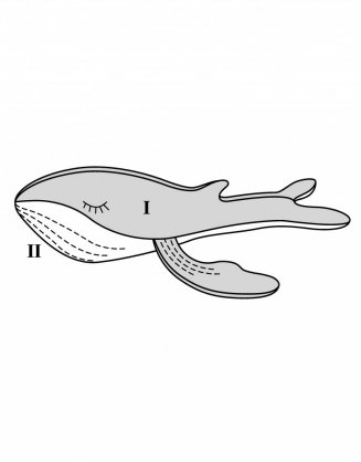 Plyšová velryba